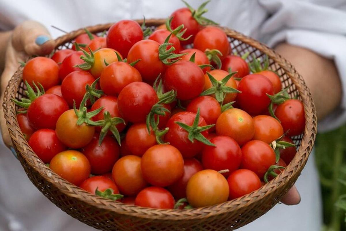 una persona tiene in mano un cesto di pomodori