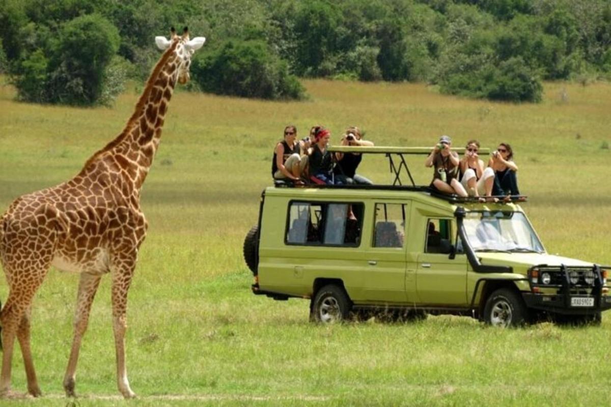 una giraffa in piedi accanto a un furgone verde con delle persone