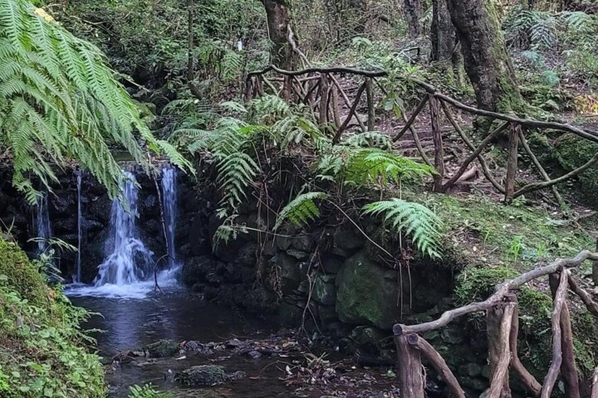 una cascata in una foresta con un ponte di legno