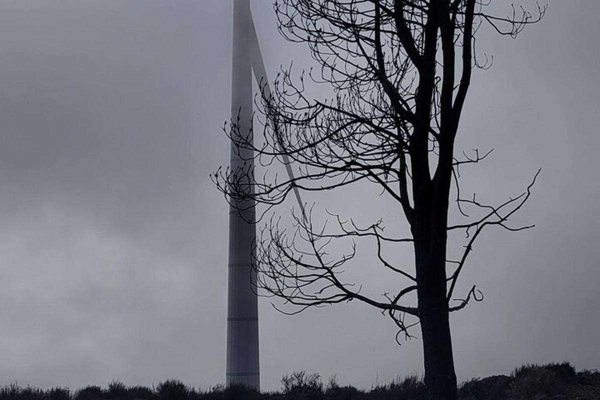 un albero davanti a un silo con una torre