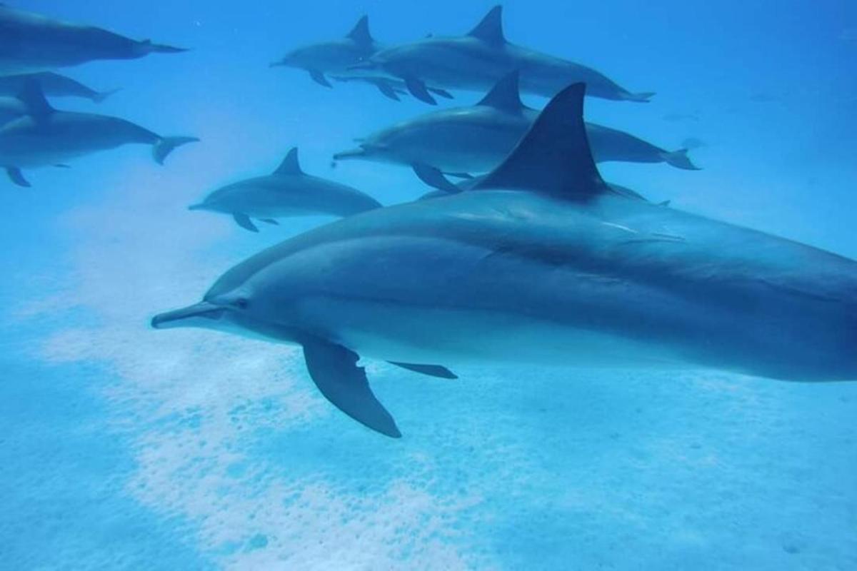 isang grupo ng mga dolphin na lumalangoy sa karagatan