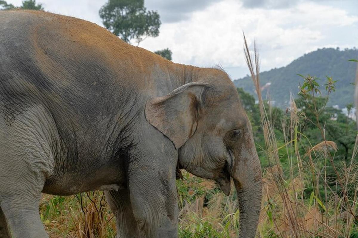 Un elefante parado en un campo de hierba alta
