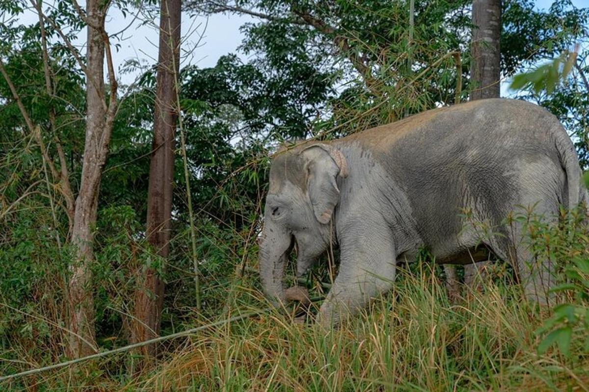 Un elefante bebé y un elefante adulto caminando en la hierba.