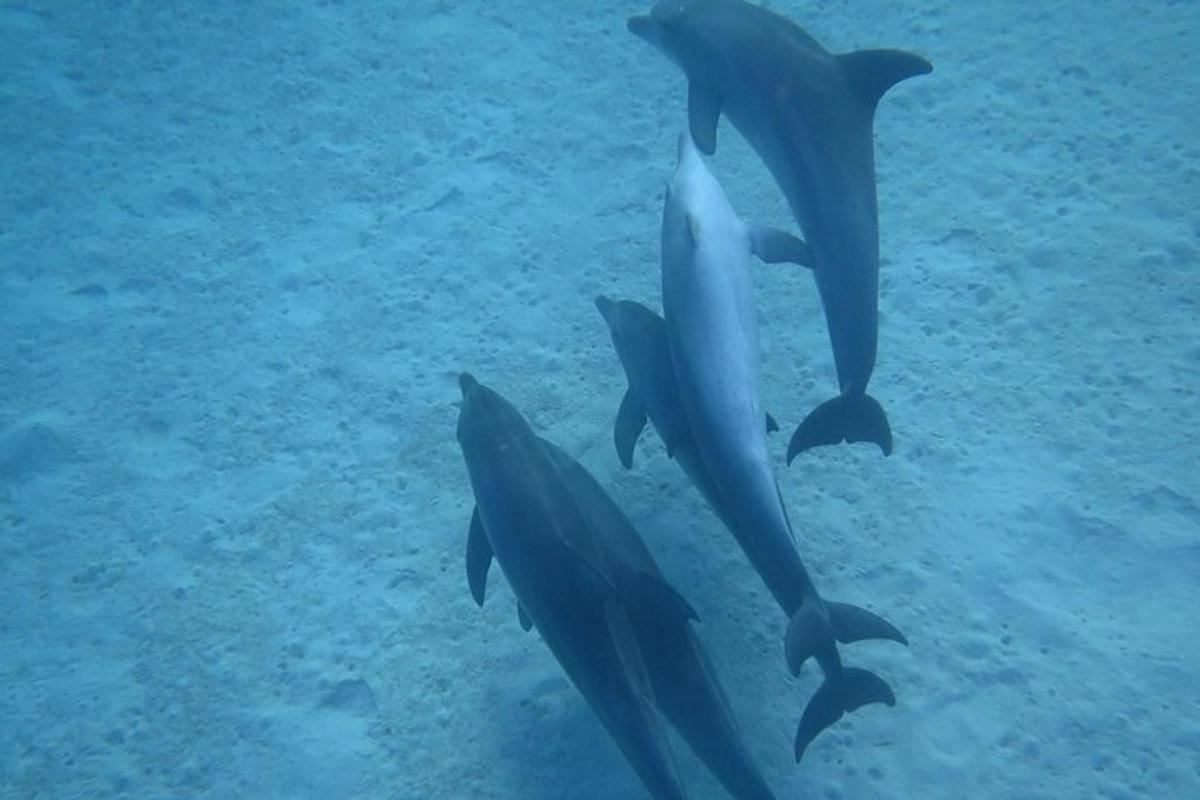 eine Gruppe von Delfinen, die im Wasser schwimmen