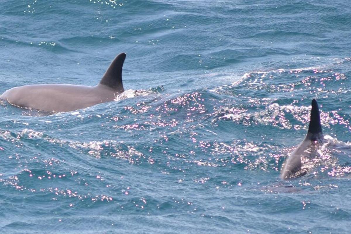 zwei Delfine schwimmen im Wasser im Ozean