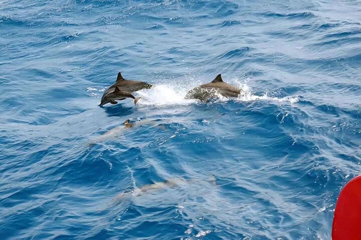 zwei Delfine spielen im Wasser im Ozean