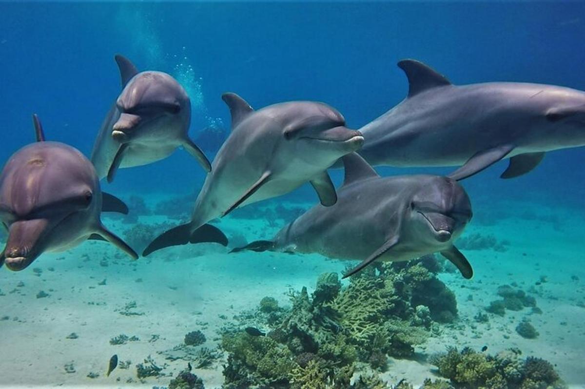 eine Gruppe von Delfinen, die im Meer schwimmen