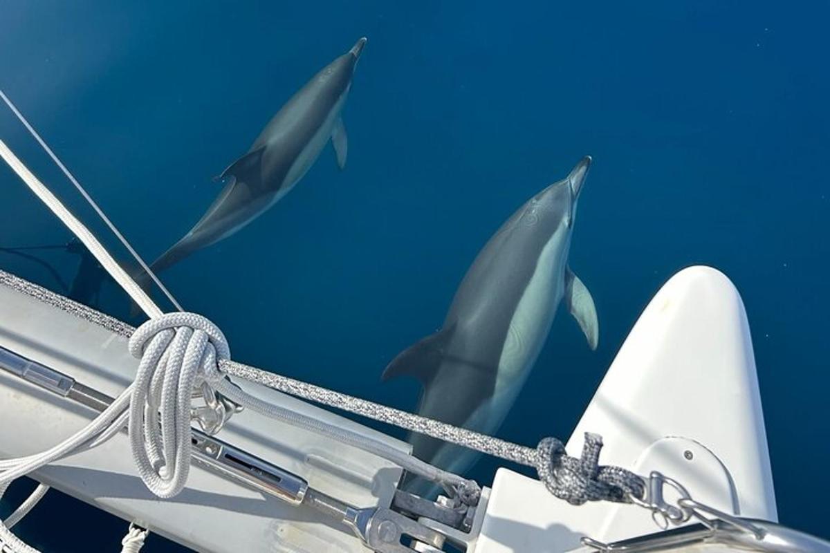 un gruppo di delfini che nuotano accanto a una barca