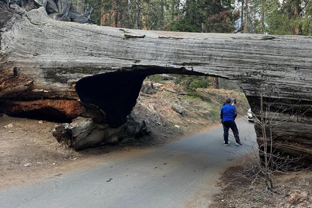 un uomo in piedi davanti a un grande albero
