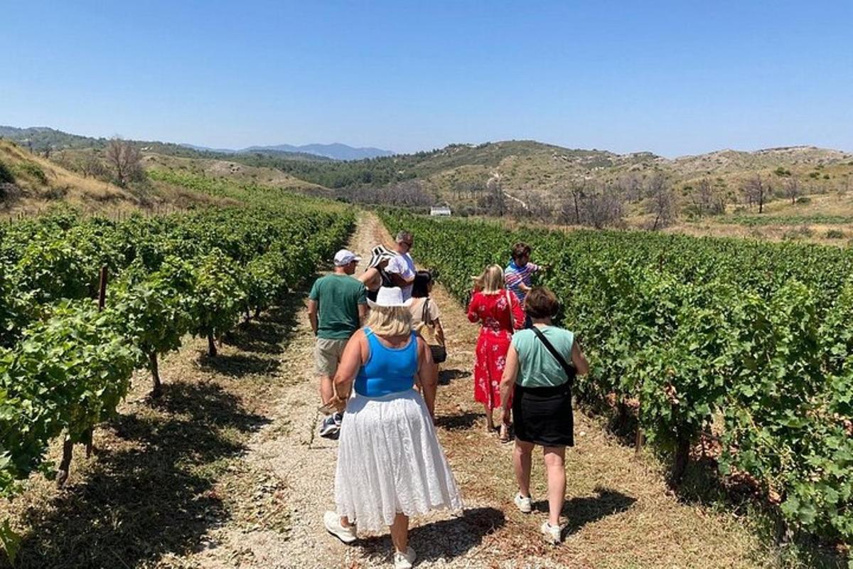 skupina ljudi, ki se sprehaja skozi vinograd