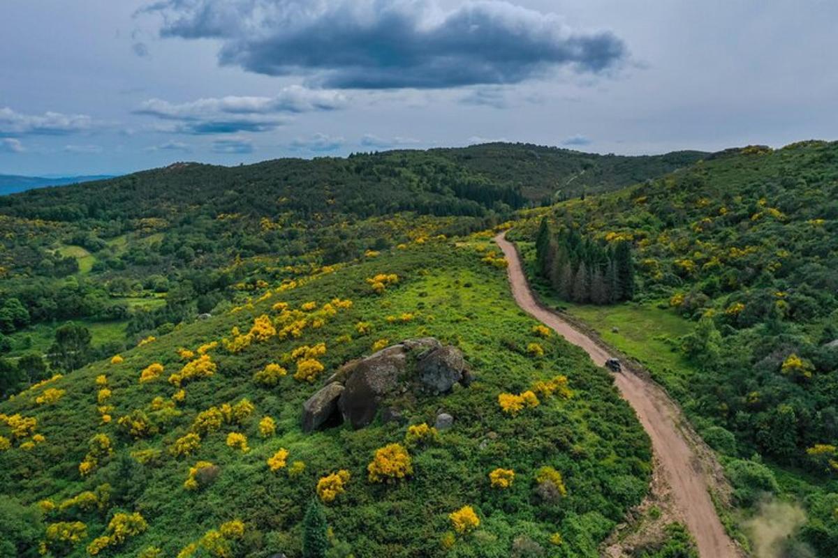pole žlutých květin na kopci s prašnou cestou