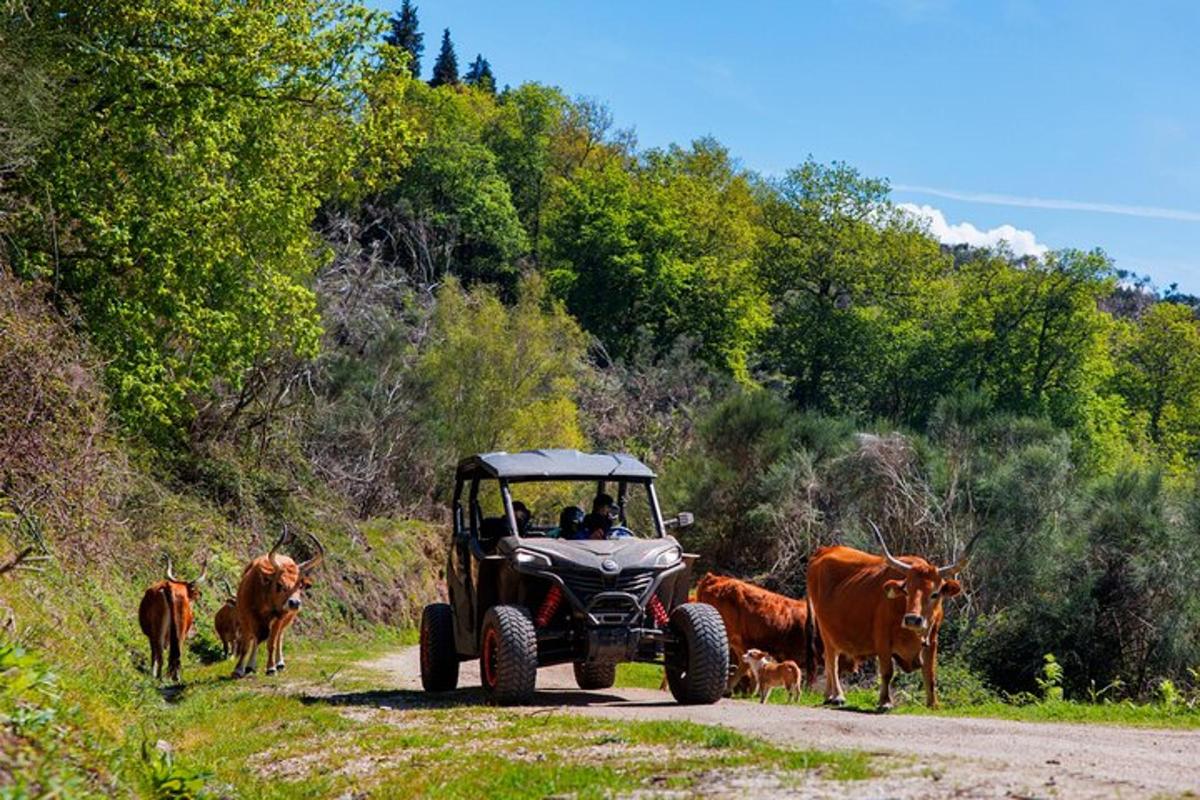o persoană într-un tractor pe un drum de pământ cu vaci