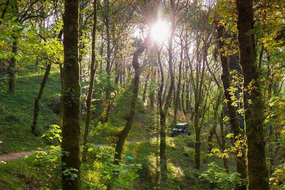 a forest with the sun shining through the trees