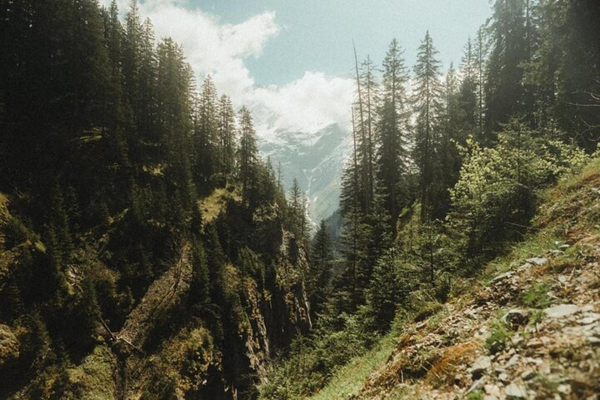 a view of a mountain with trees on a hill