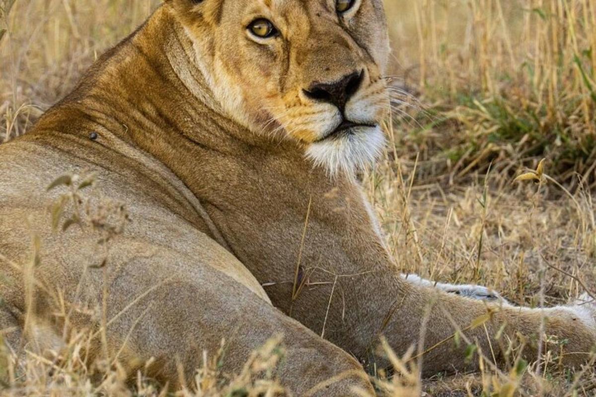 一只狮子躺在田野的草地上