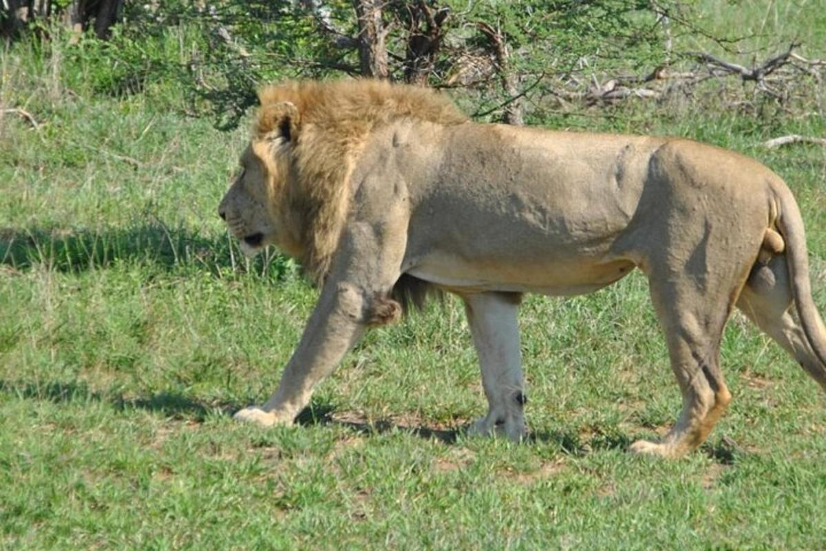 一只狮子站在草地上