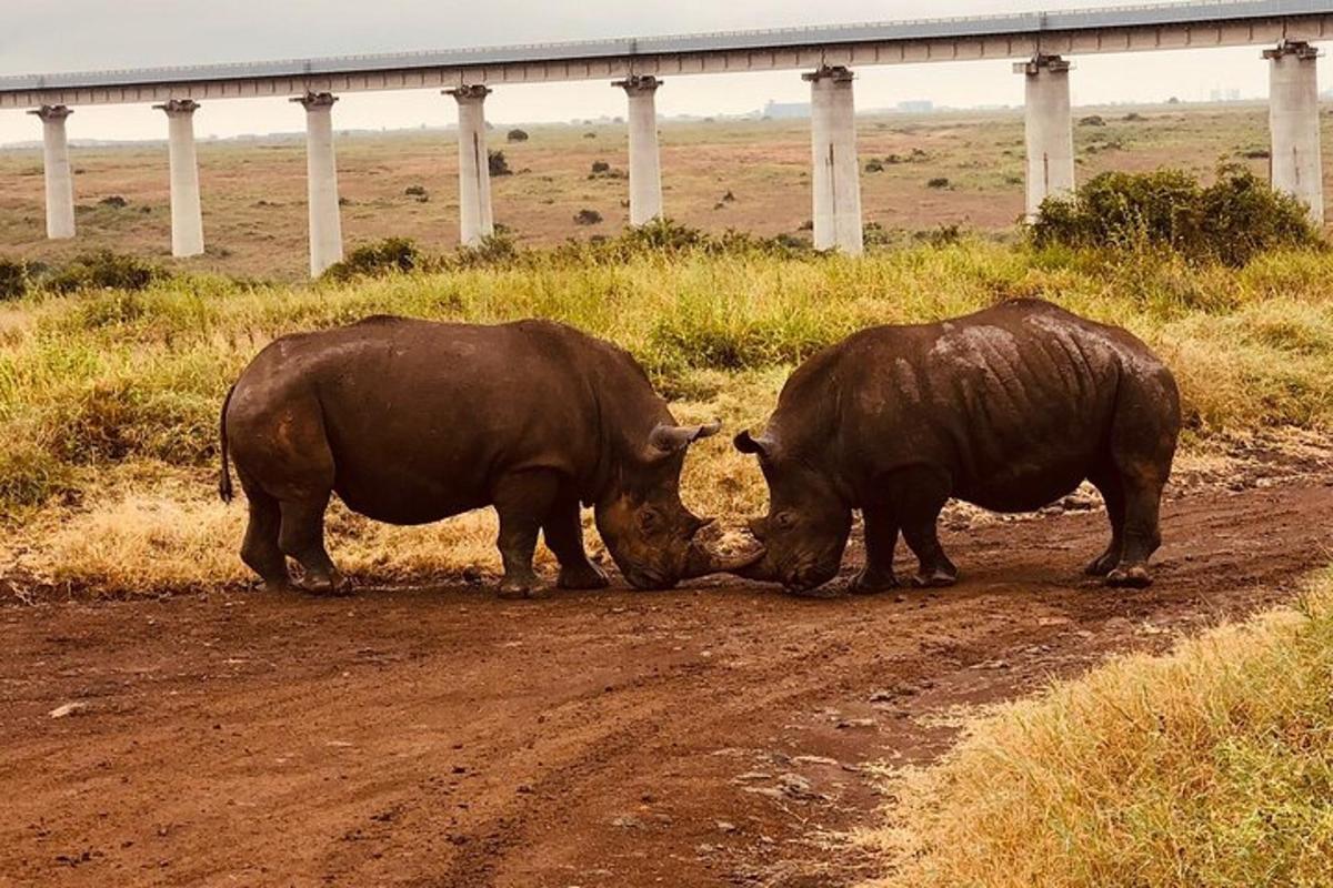 two rhinos fighting on a dirt road near a bridge
