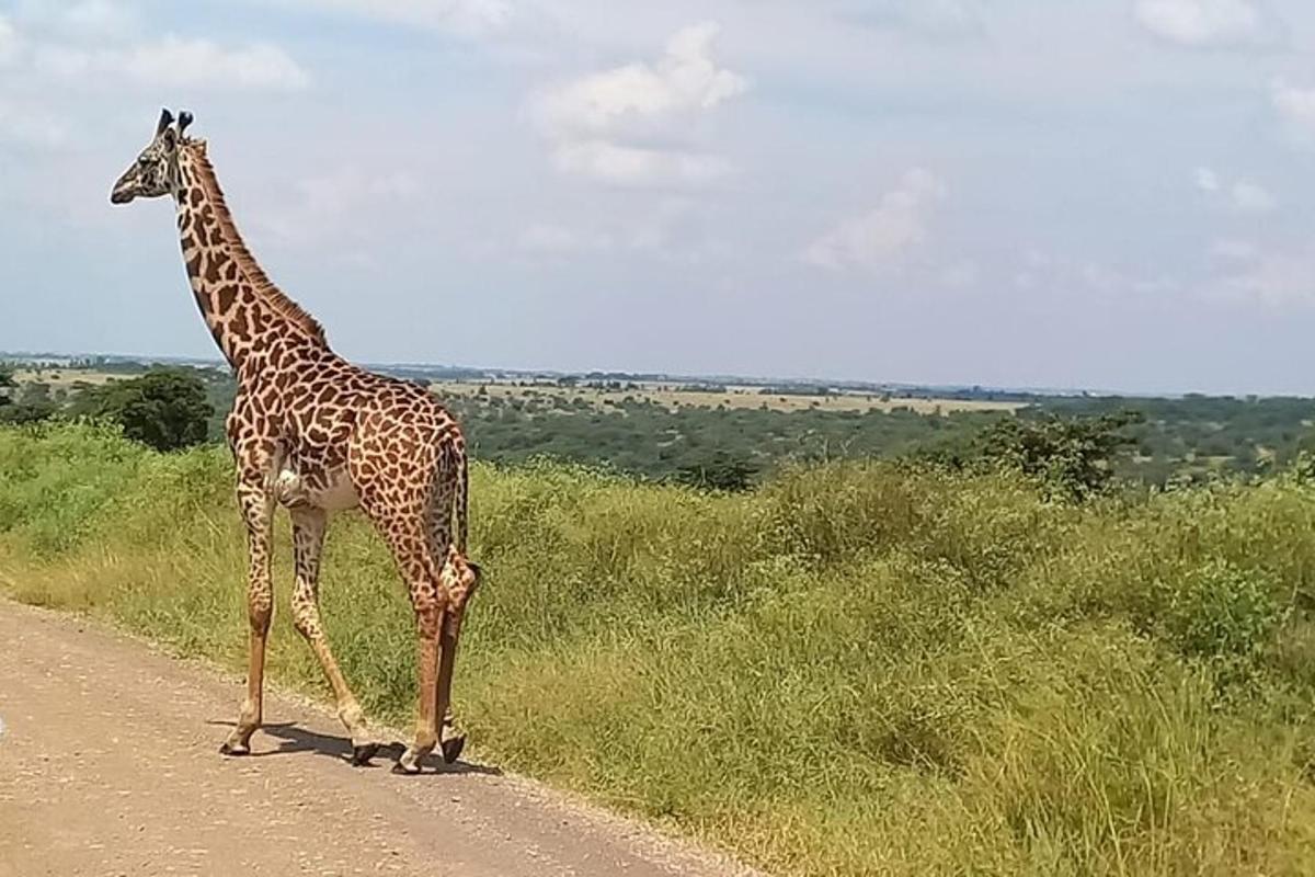a giraffe standing on a dirt road