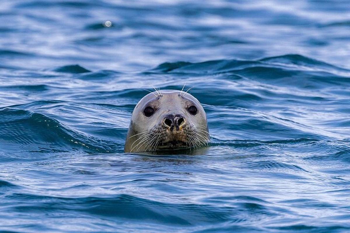 una foca sta nuotando nell'acqua