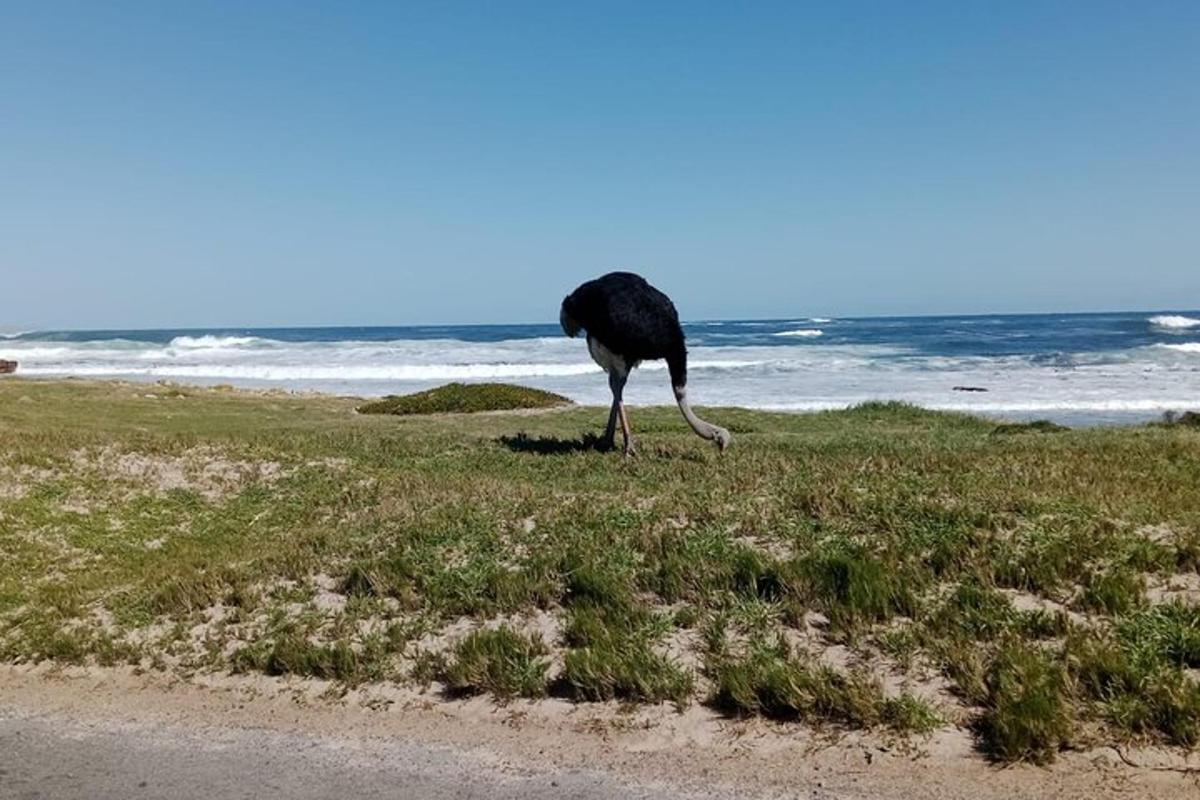 un uccello in piedi nell'erba vicino all'oceano