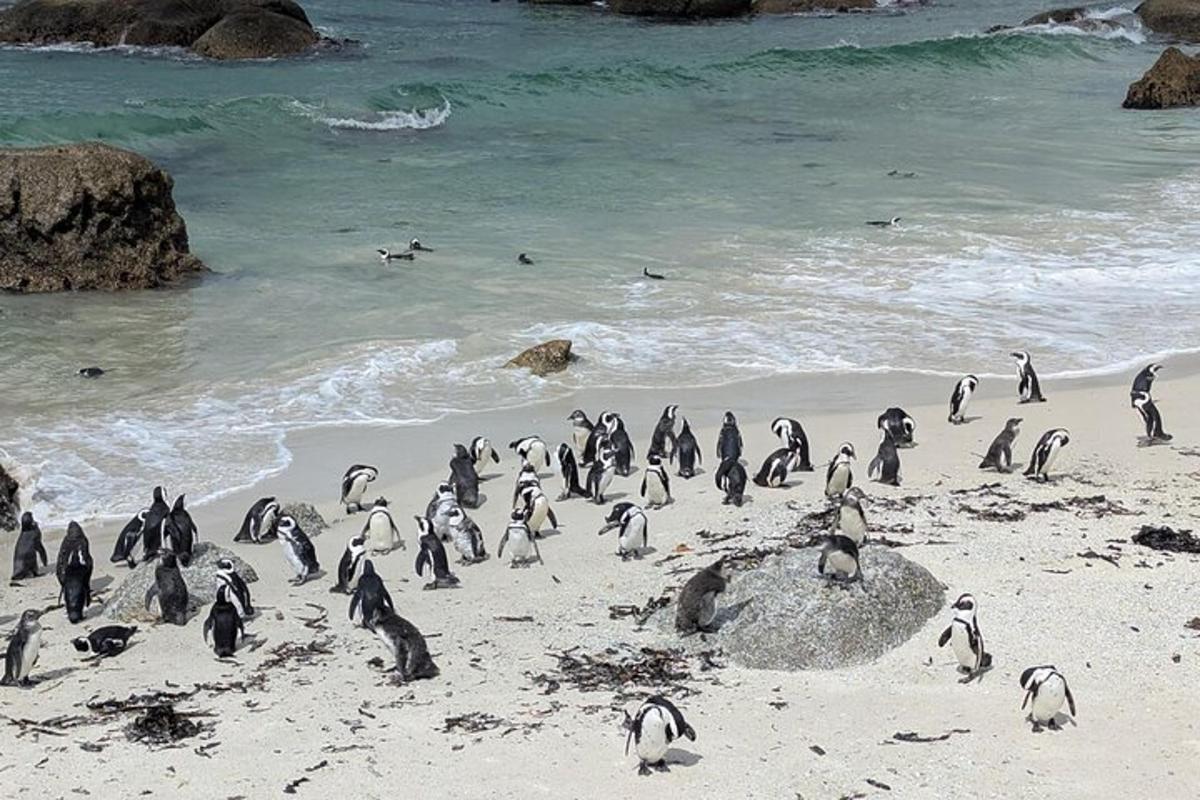 a bunch of penguins standing on a beach