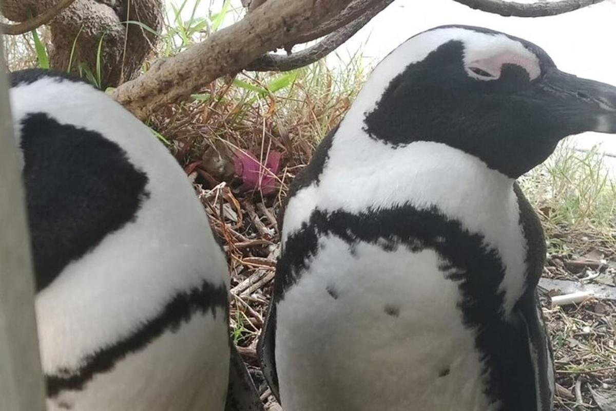two penguins are standing next to each other