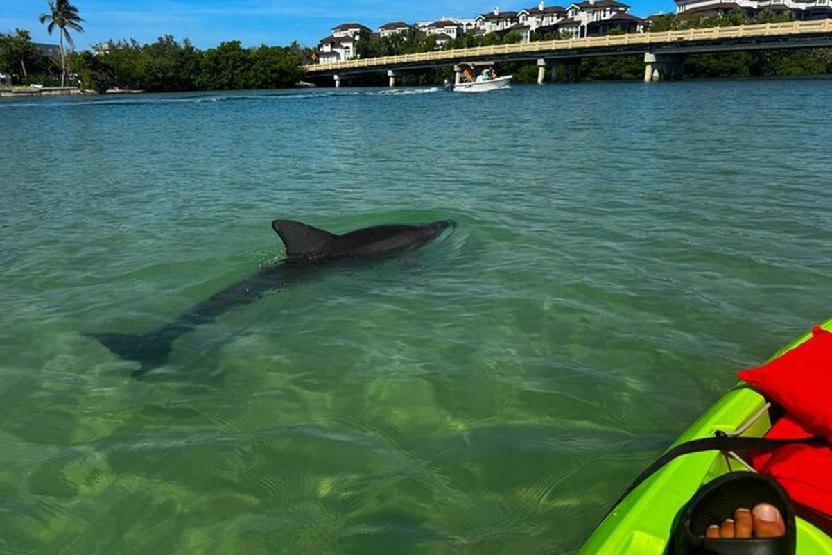 un delfino che nuota nell'acqua accanto a una barca
