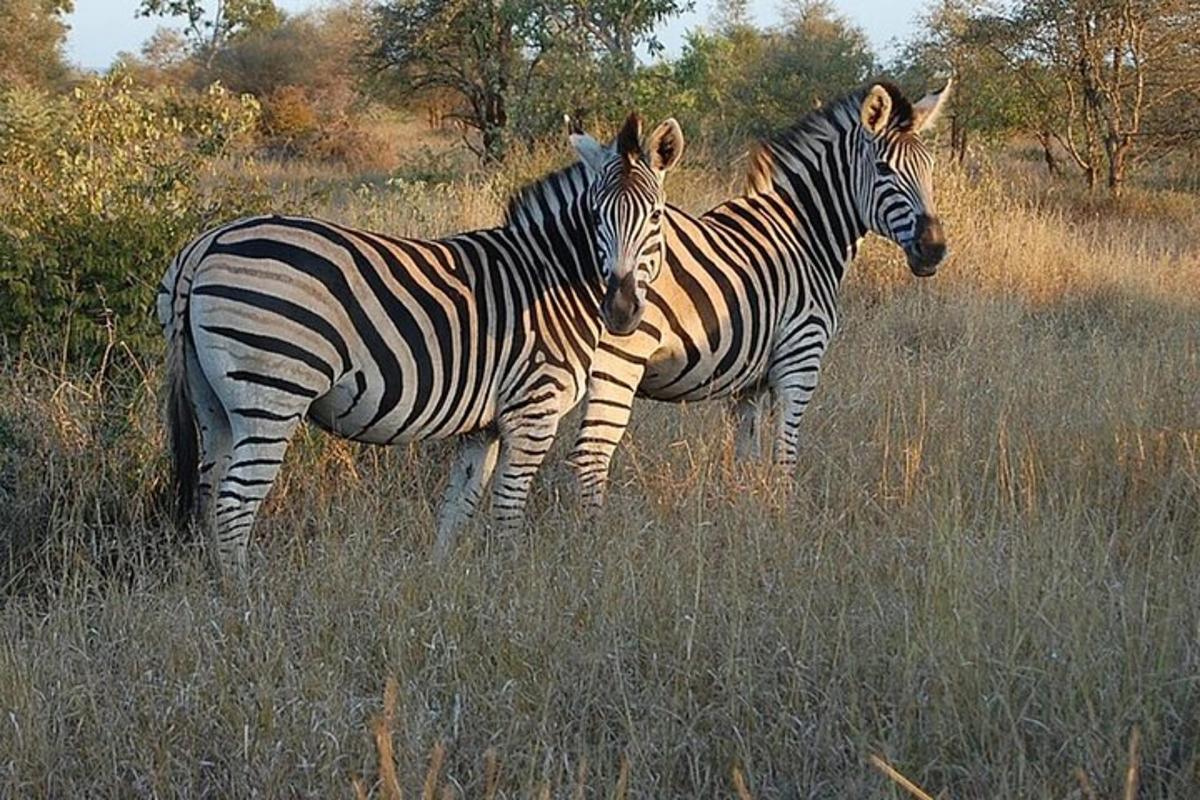 two zebras standing in a field of tall grass