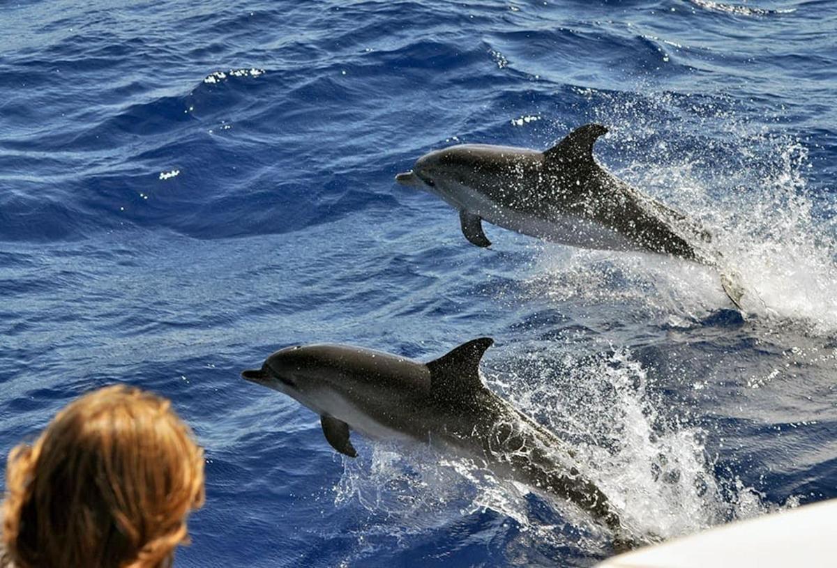 two dolphins jumping in the water next to a woman