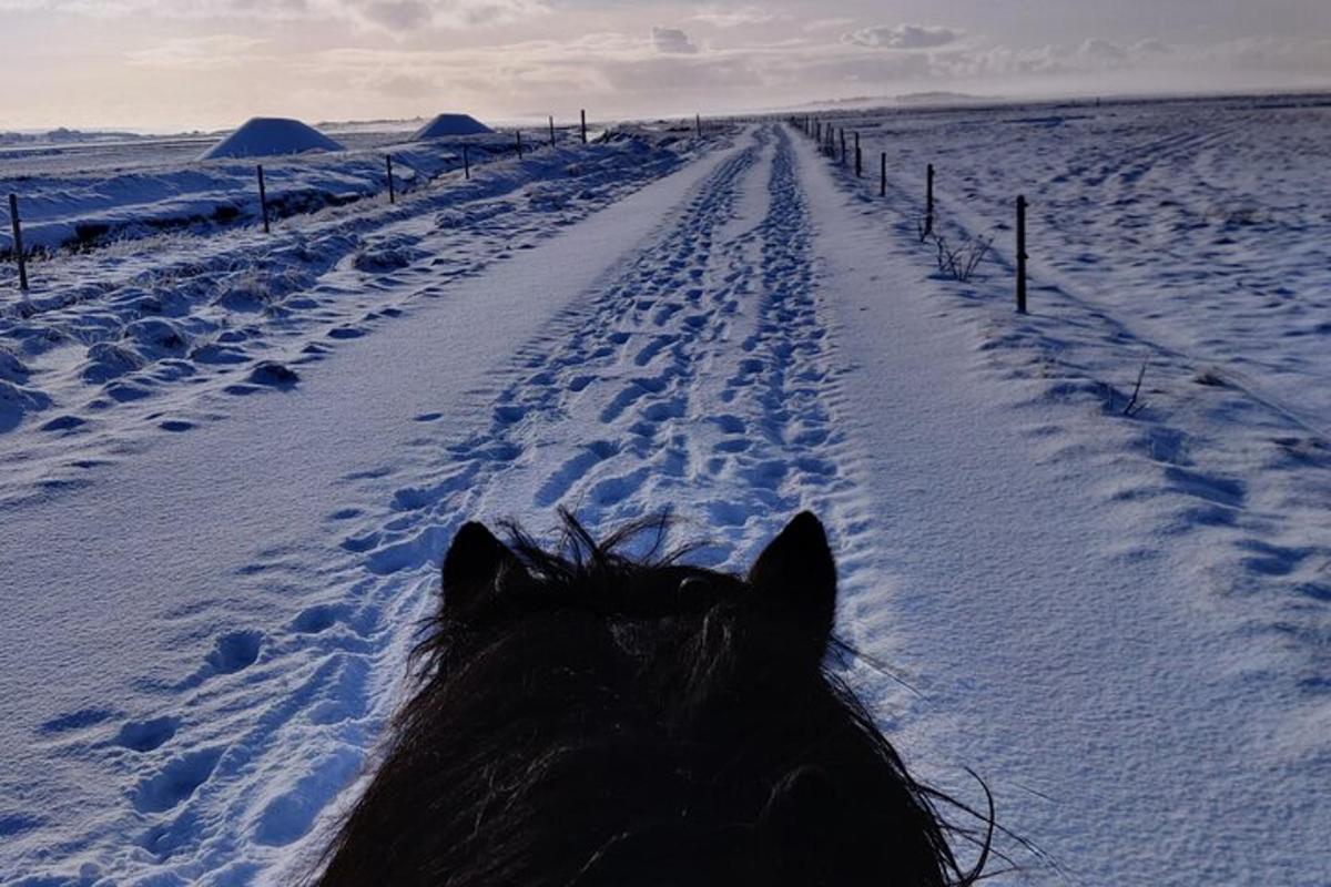 un cavallo cammina lungo una strada coperta di neve