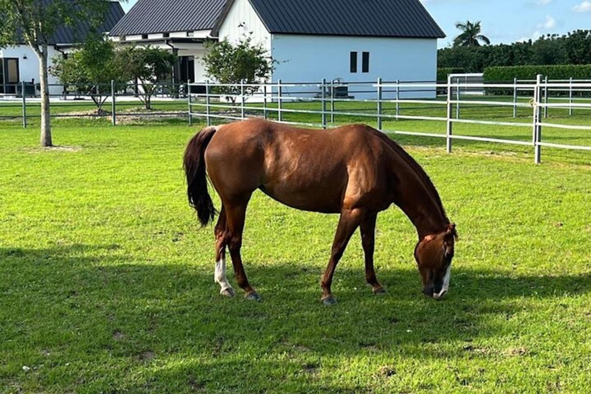 a brown horse grazing in a field of grass