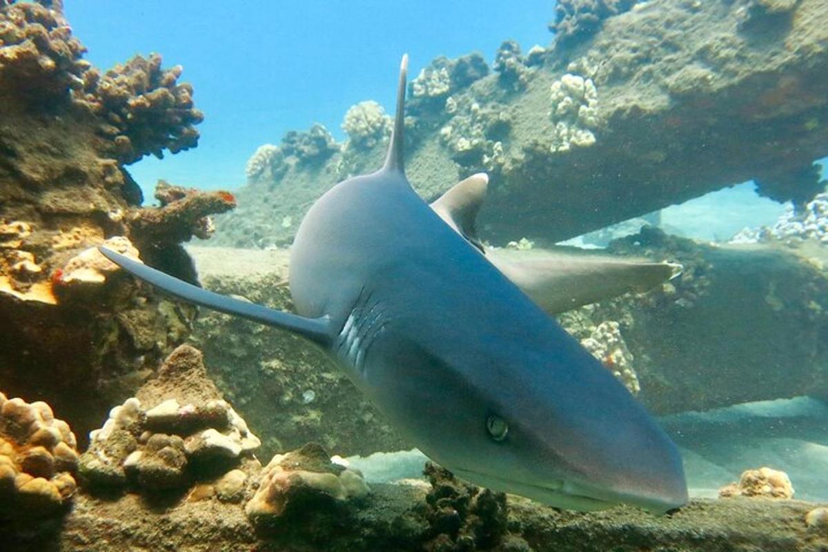 šedý žralok plave v oceánu poblíž útesů