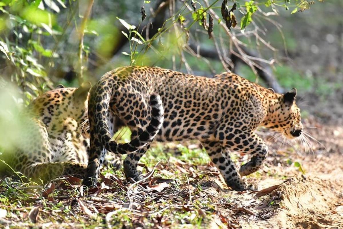 leopard kõnnib põllul maas