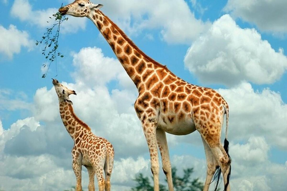 due giraffe in piedi accanto a una giraffa neonata che mangia foglie