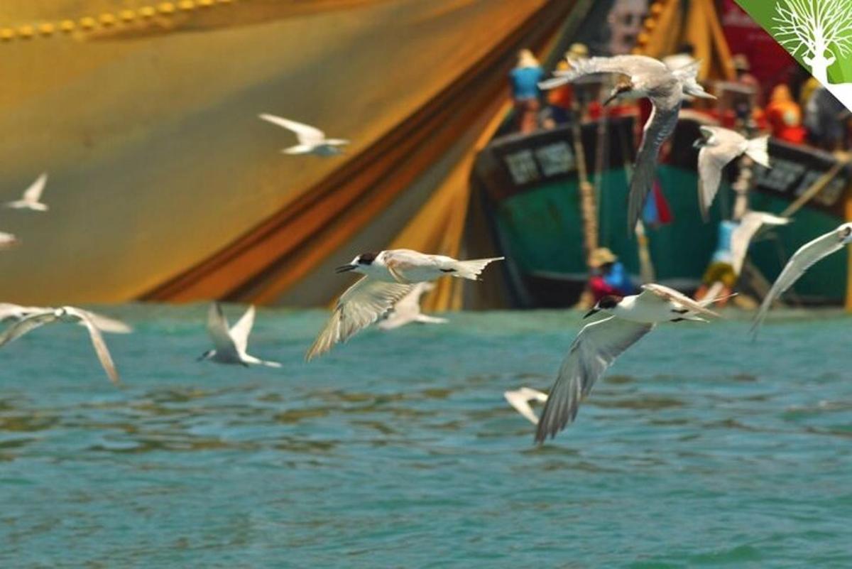 một đàn chim bay trên mặt nước với một chiếc thuyền