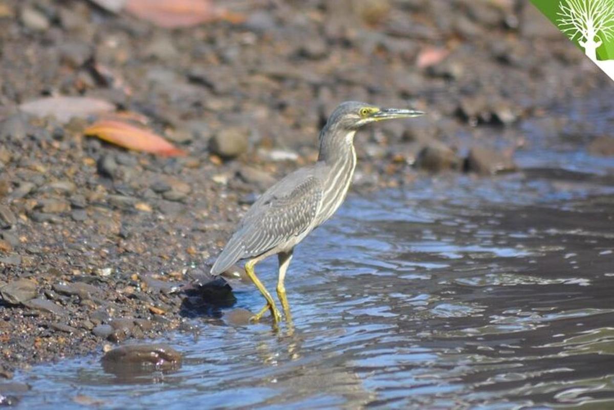ein Vogel, der im Wasser am Ufer steht