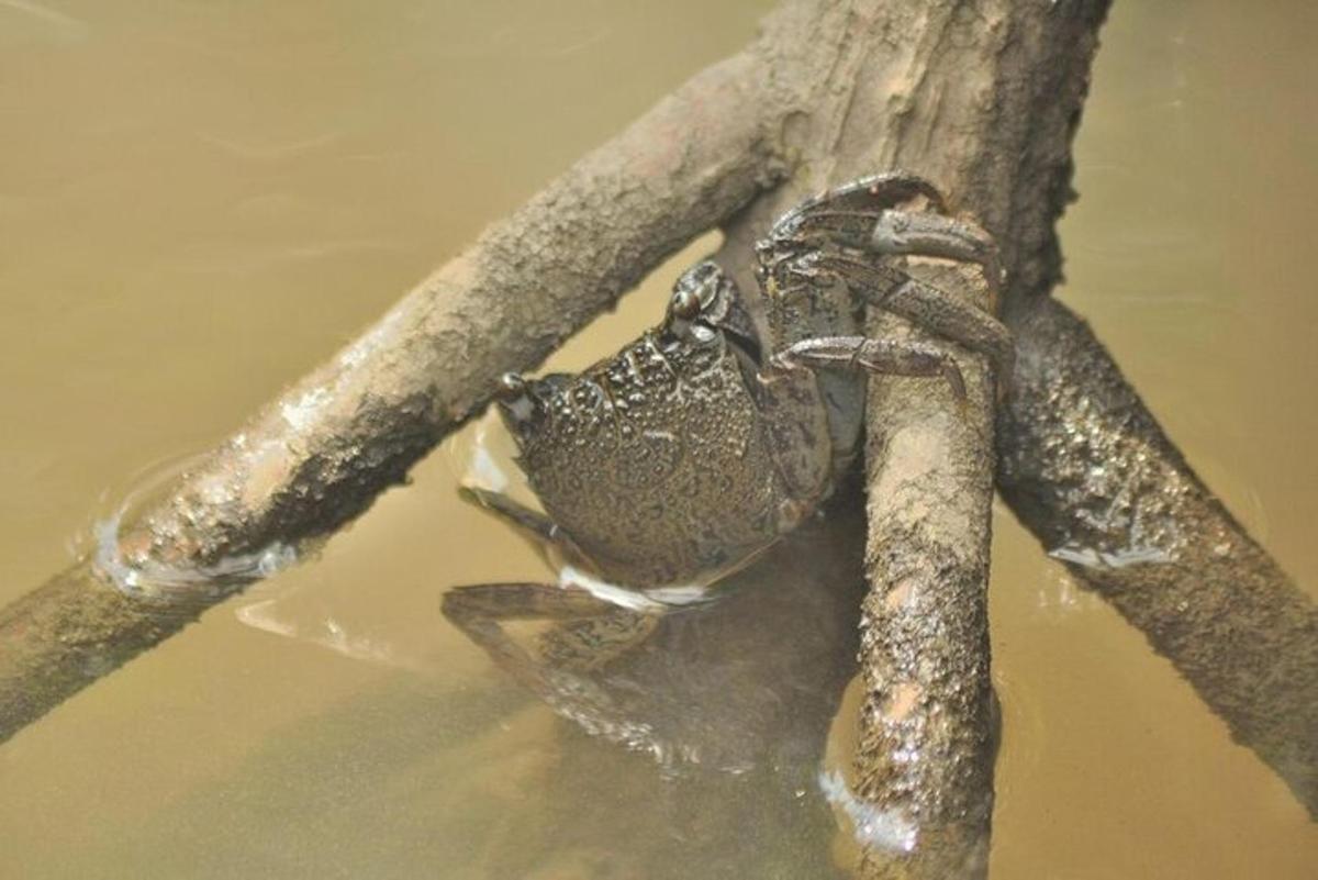 a frog sitting on a branch in the water