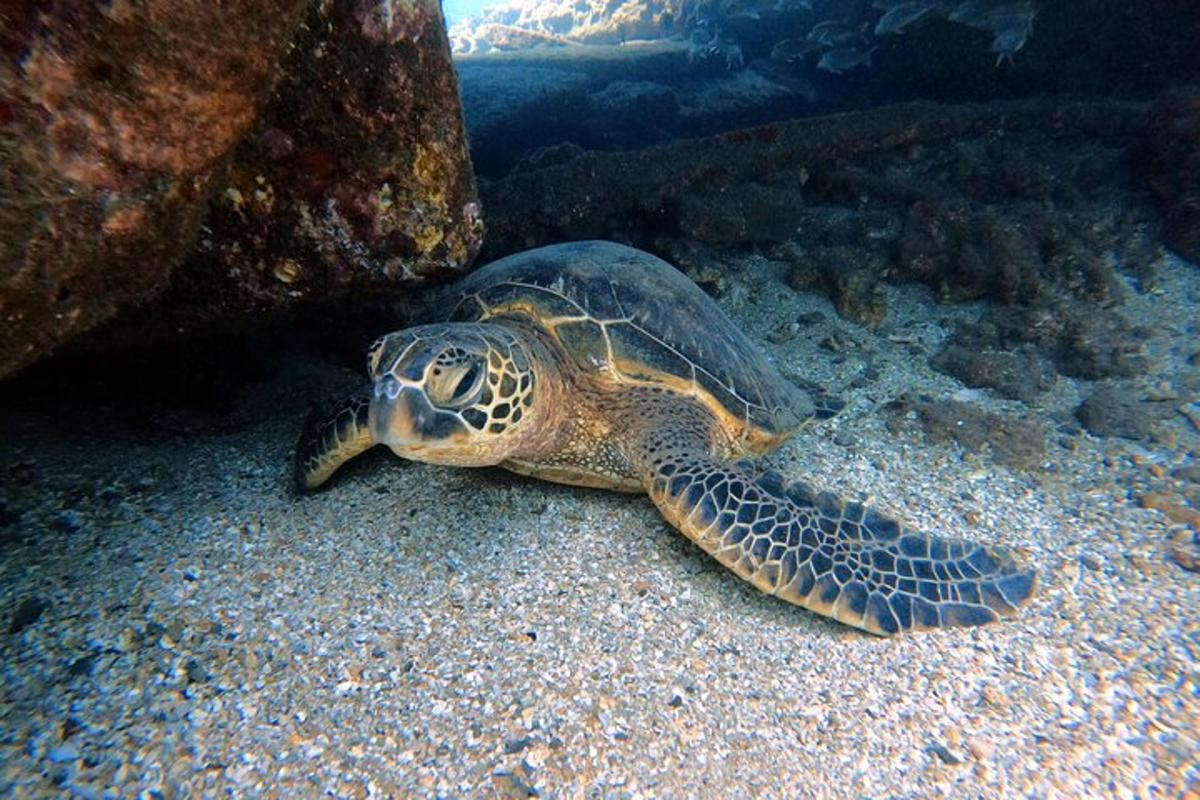 penyu hijau berenang di lautan