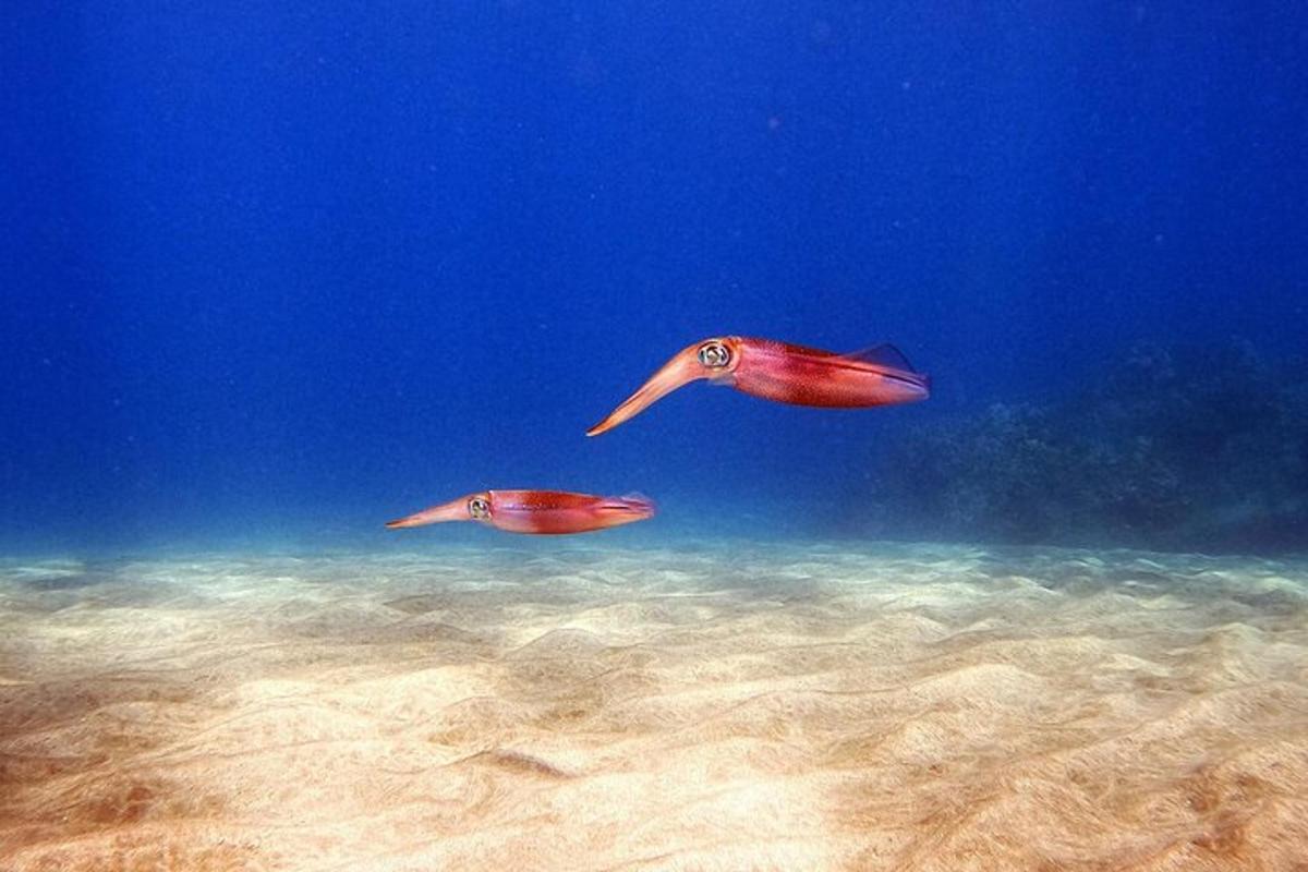 Dva galeba letita nad oceanom