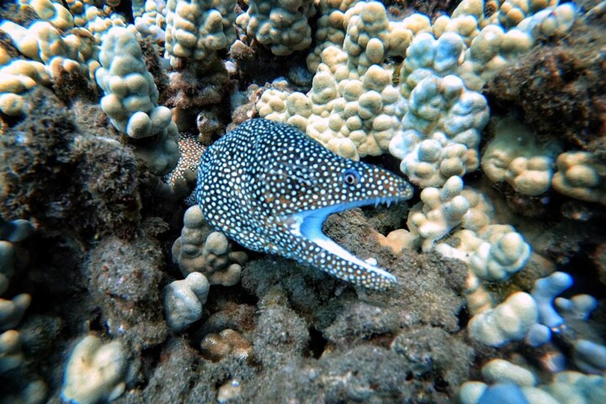 a blue and white spotted seahorse on a coral reef