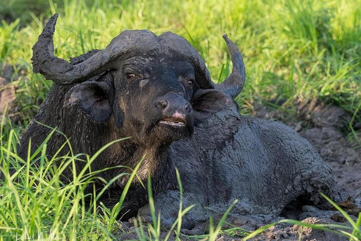 a bull laying in the mud in the grass