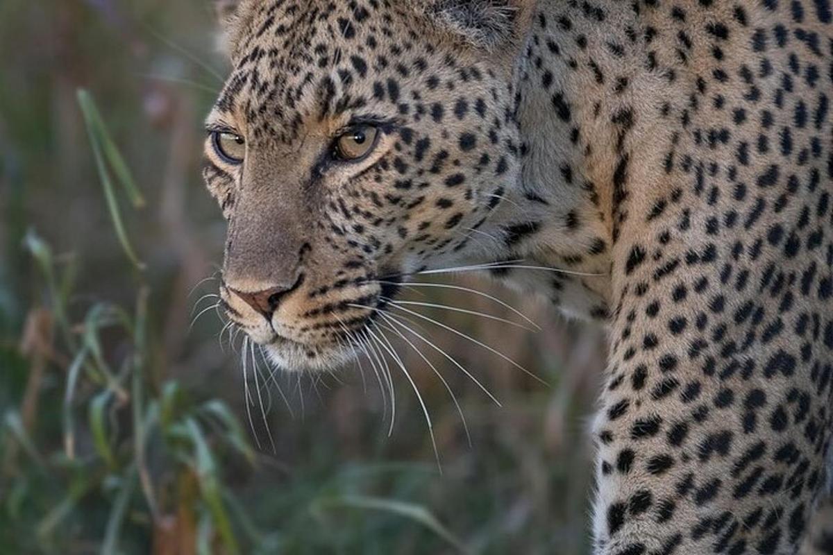 a close up of a cheetahs face