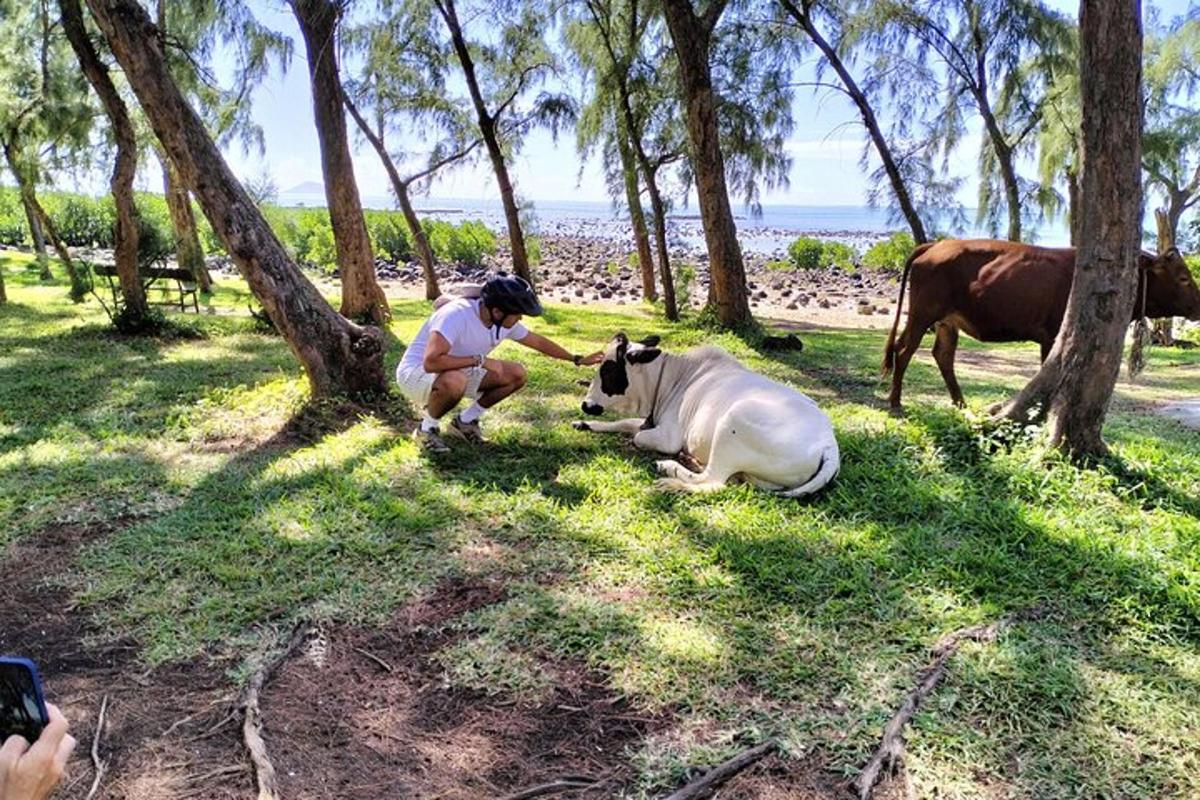 un home acariciant una vaca estirada a l'herba