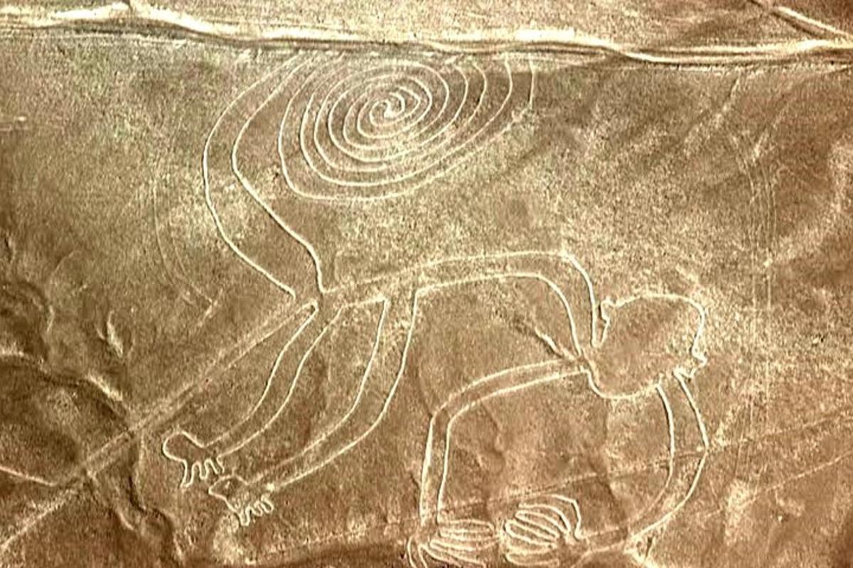 un disegno di un cane a terra