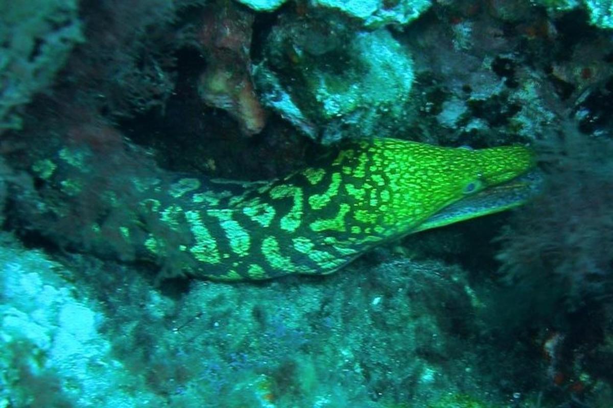ein grüner Fisch sitzt auf einem Felsen