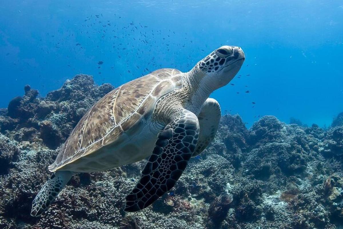 a green sea turtle swimming in the ocean