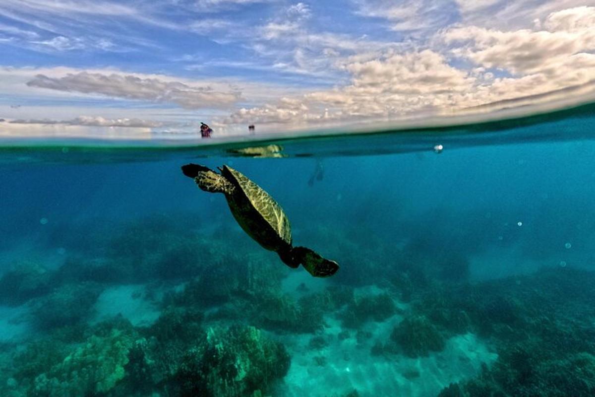 zelená mořská želva plavající v oceánu