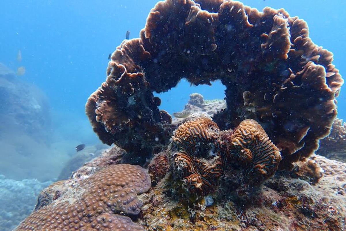 um grupo de algas marinhas em um recife no oceano