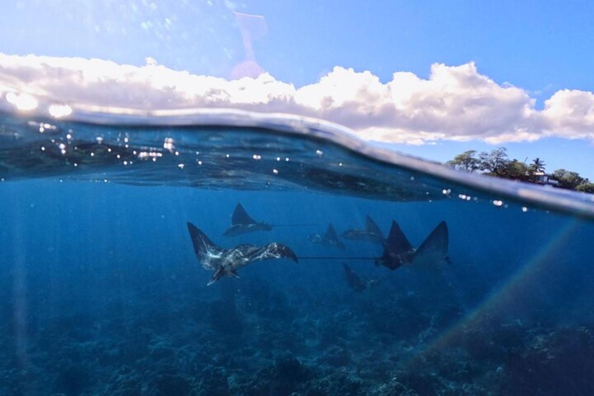 skupina žraloků plavajících v oceánu