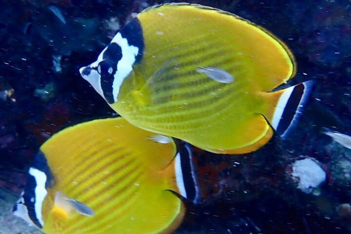 dos peixos grocs i blancs en un aquari